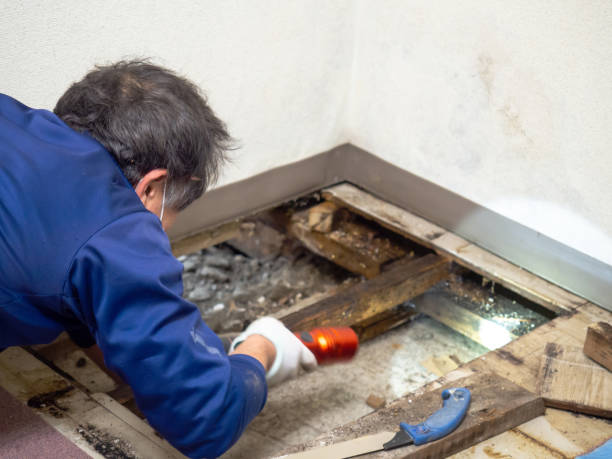 Best Affordable Mold Removal  in Trinity, TX