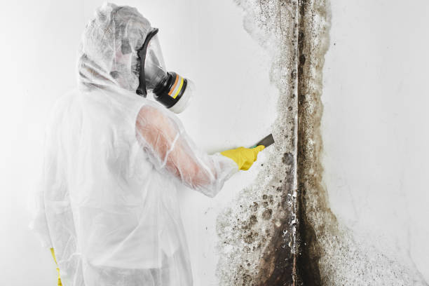 Best Affordable Mold Removal  in Trinity, TX