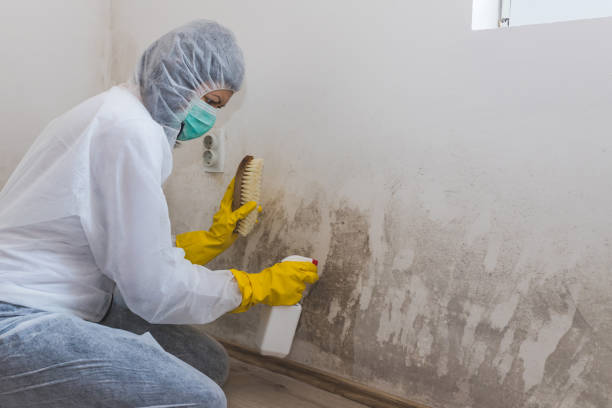 Best Mold Removal Company Near Me  in Trinity, TX