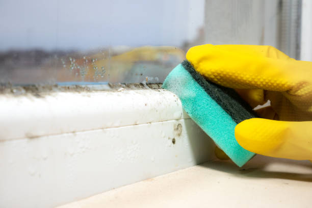 Reliable Trinity, TX Mold Removal Solutions