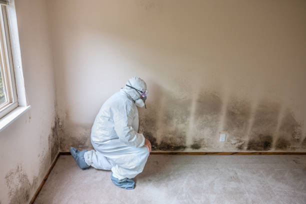 Best Attic Mold Removal  in Trinity, TX