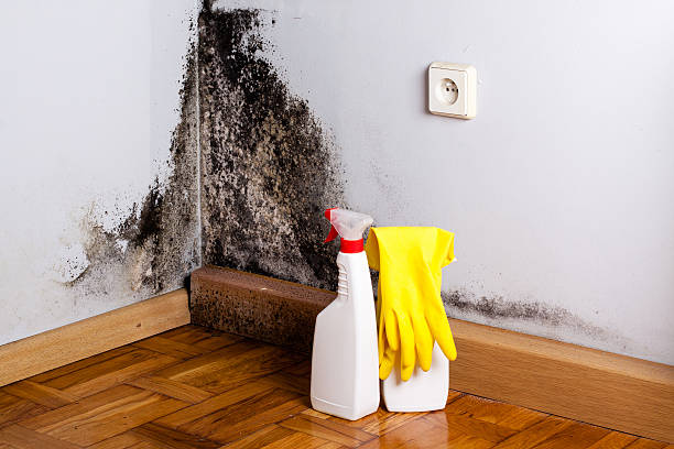 Best Certified Mold Removal  in Trinity, TX