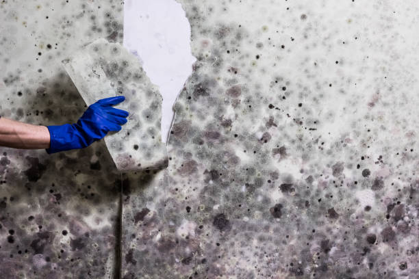 Best Home Mold Removal  in Trinity, TX