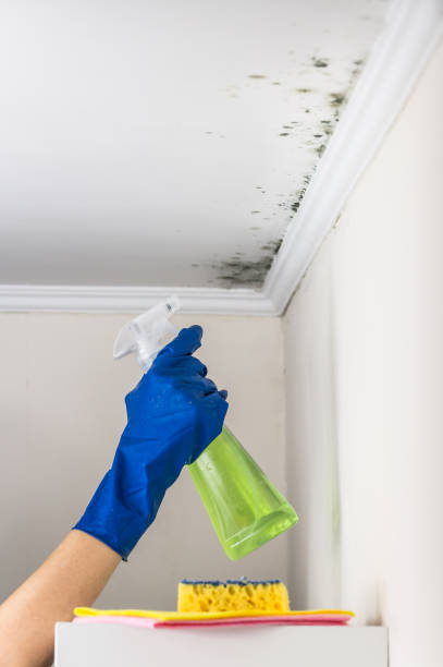 Best Best Mold Removal Companies  in Trinity, TX