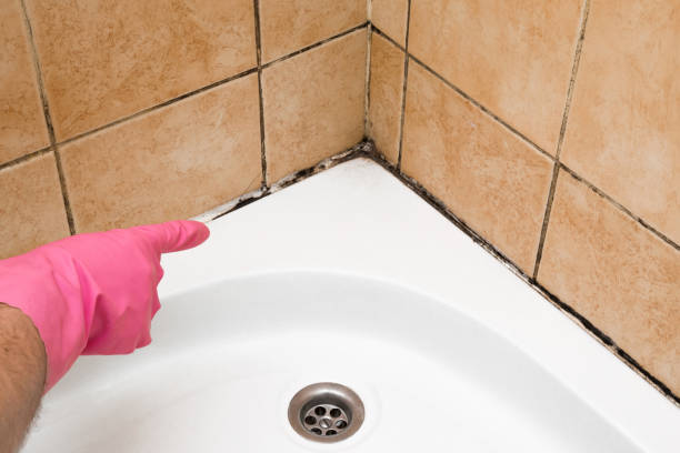 Office Mold Removal Services in Trinity, TX